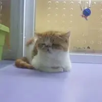 林琪傑